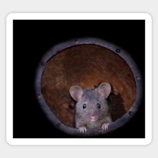 sad mouse in a coconut shell house Sticker